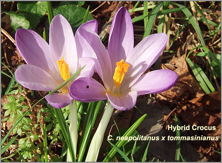 Crocus, hybrid