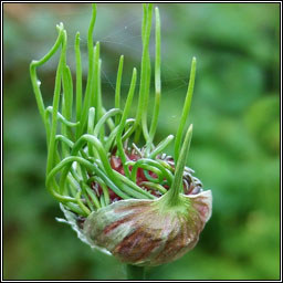 Crow Garlic, Wild Onion, Allium vineale, Gairleog Mhuire