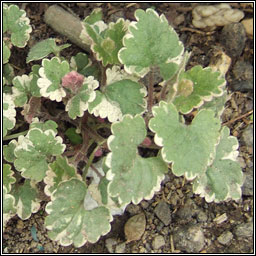 Variegated Ground-ivy, Glechoma hederaceae Variegata