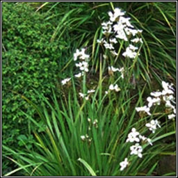 Chilean-iris, Libertia formosa