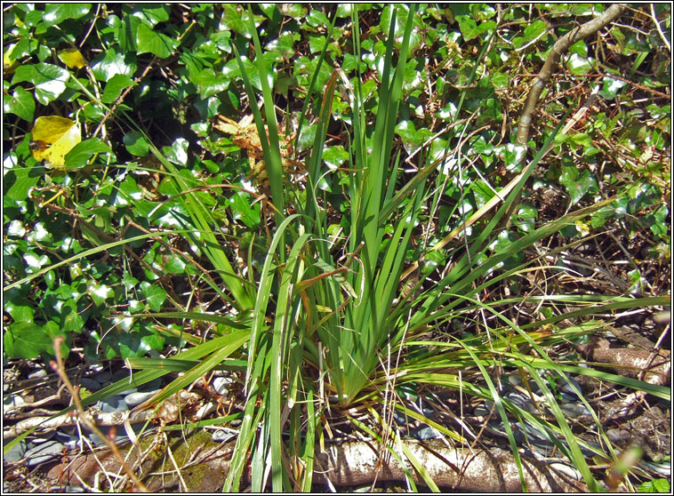 Chilean-iris, Libertia formosa