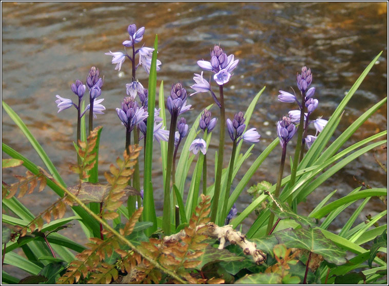 Hybrid Bluebell, Hyacinthoides x massartiana