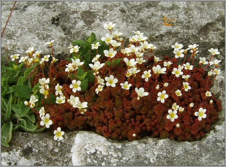Irish Saxifrage, Saxifraga rosacea, Mrn gaelach