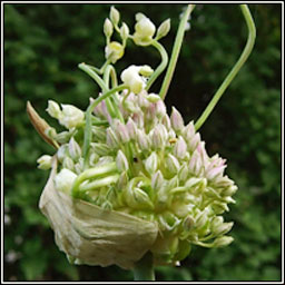 Babington's Leek, Allium ampeloprasum var babingtonii, Cainneann