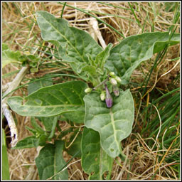 Woody Nightshade, Solanum dulcamara var marinum, Fuath gorm