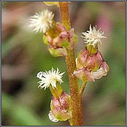 Marsh Arrowgrass, Triglochin palustris, Barr an mhilltigh