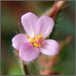 Little-robin, Geranium purpureum, Eireaball r