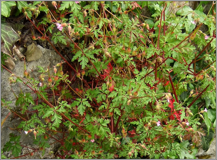 Little-robin, Geranium purpureum, Eireaball r