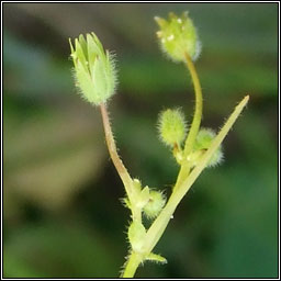 Lesser Chickweed, Stellaria pallida