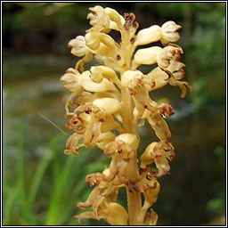 Bird's-nest Orchid, Neottia nidus-avis, Magairln neide in