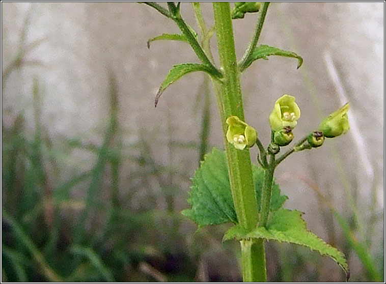 Common Figwort, Scrophularia nodosa var bobartii