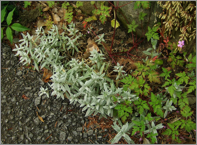 Snow-in-summer, Cerastium tomentosum