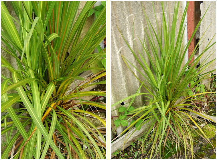 Cabbage-palm, Cordyline australis