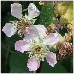 Rubus sprengelii
