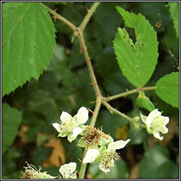 Rubus flexuosus