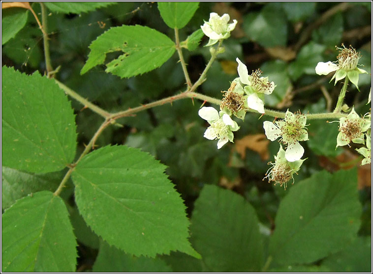 Rubus flexuosus
