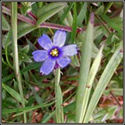 American Blue-eyed Grass, Sisyrinchium montanum