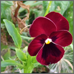 Garden Pansy, Viola x wittrockiana