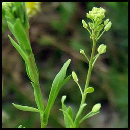 Narrow-leaved Pepperwort, Lepidium ruderale