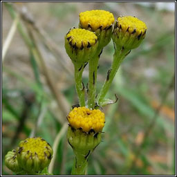 Ragwort, Jacobaea vulgaris subsp dunensis