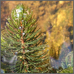 Rigid Hornwort, Ceratophyllum demersum, Cornlach