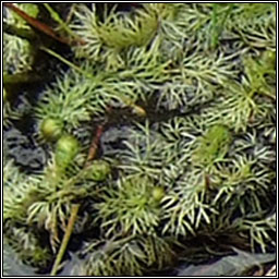 Intermediate Bladderwort, Utricularia intermedia, Lus borraigh gaelach