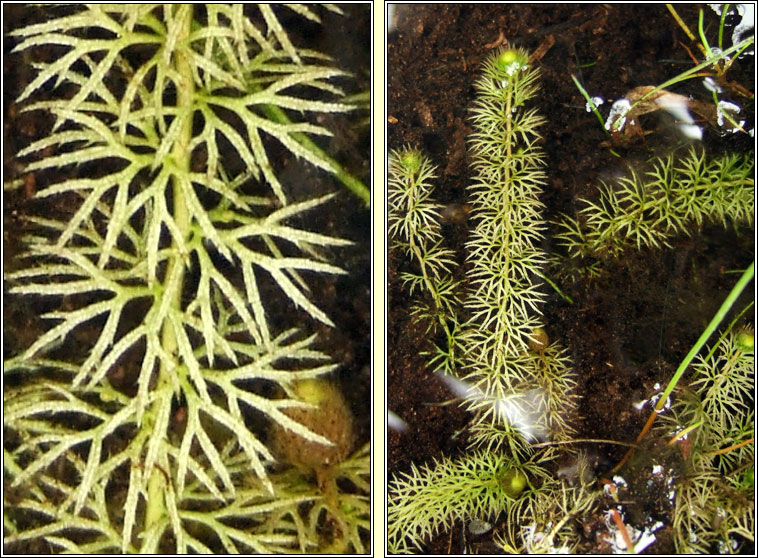 Intermediate Bladderwort, Utricularia intermedia, Lus borraigh gaelach