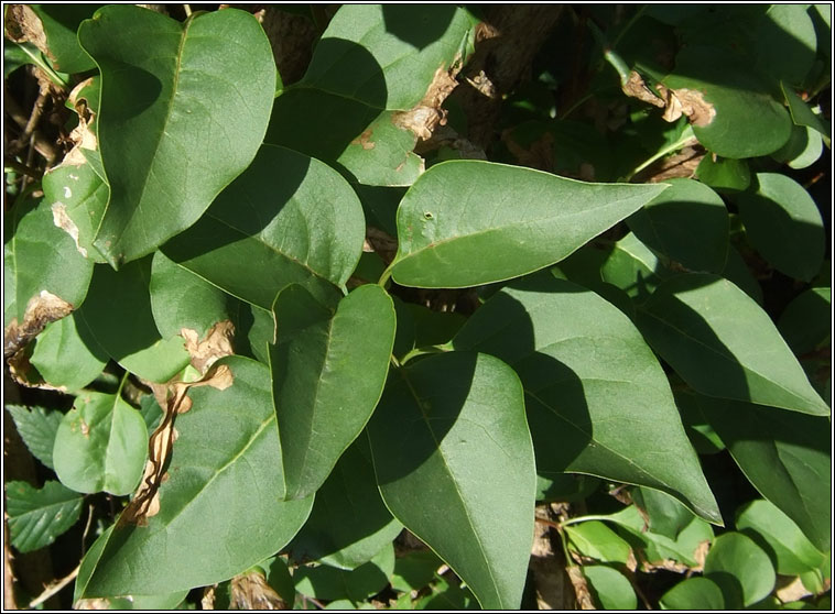 Lilac, Syringa vulgaris