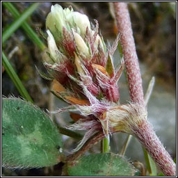 Rough Clover, Trifolium scabrum, Seamair gharbh