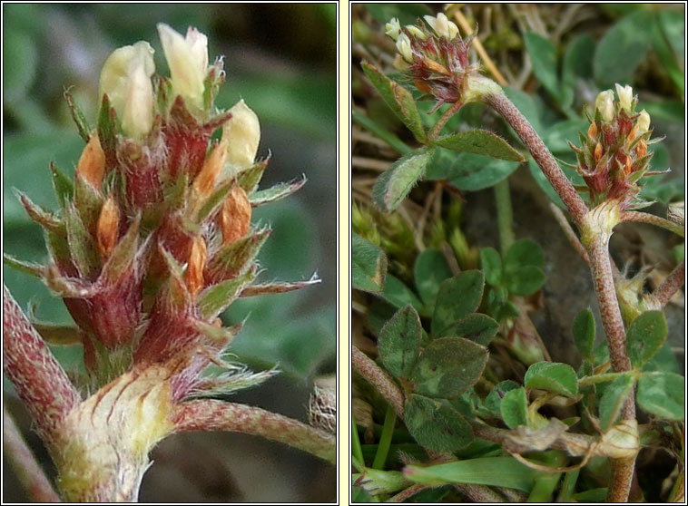 Rough Clover, Trifolium scabrum, Seamair gharbh