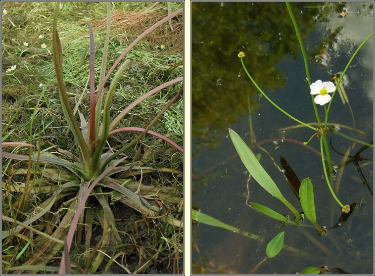 Lesser Water-plantain, Baldellia ranunculoides, Corrchopg bheag