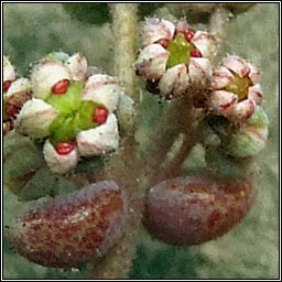 Thick-leaved Stonecrop, Sedum dasyphyllum, Grafn ramhar