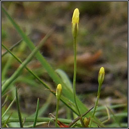 Yellow Centaury, Cicendia filiformis, Deagha bu