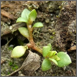 Chaffweed, Lysimachia minima, Falcaire beag