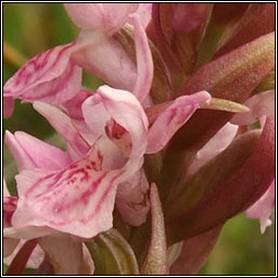 Early Marsh-orchid, Dactylorhiza incarnata subsp incarnata
