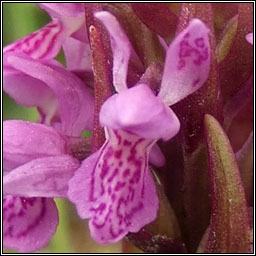 Early Marsh-orchid, Dactylorhiza incarnata subsp pulchella
