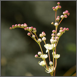 Dropwort, Filipendula vulgaris, Lus braonach