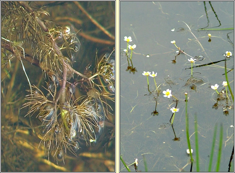 Thread-leaved Water-crowfoot, Ranunculus trichophyllus, Nal uisce ribeach