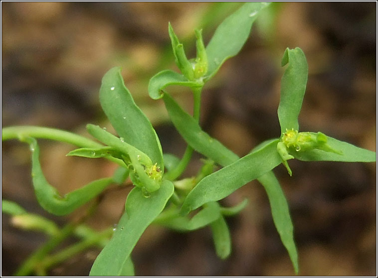 Dwarf Spurge, Euphorbia exigua, Spuirse bhocht