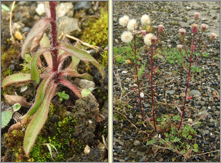 Blue Fleabane, Erigeron acris, Lus gorm na ndreancaid