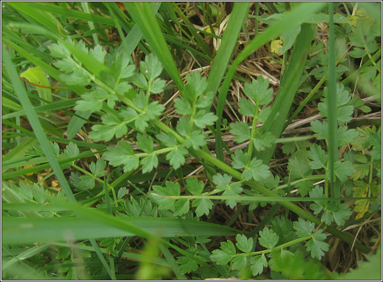 Corky-fruited Water-dropwort, Oenanthe pimpinelloides, Dathabha ainse