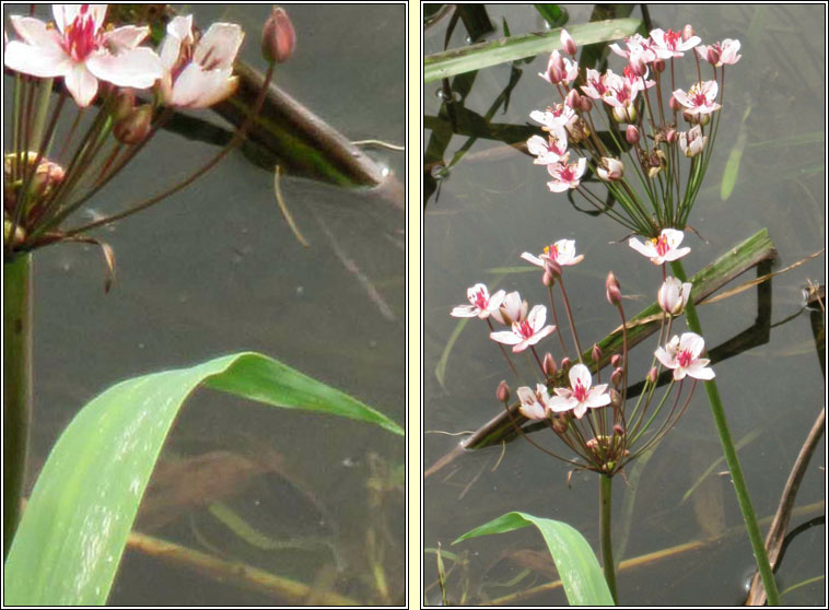 Flowering-rush, Butomus umbellatus, Luachair dhearg