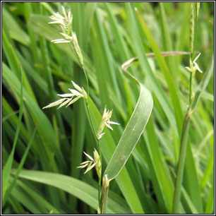 Irish Grasses - Floating Sweet-grass