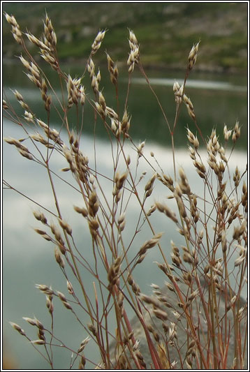 Silver Hair-grass, Aira caryophyllea