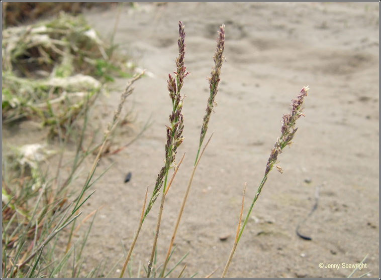 Common Saltmarsh-grass, Puccinellia maritima