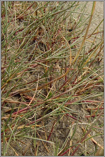 Common Saltmarsh-grass, Puccinellia maritima