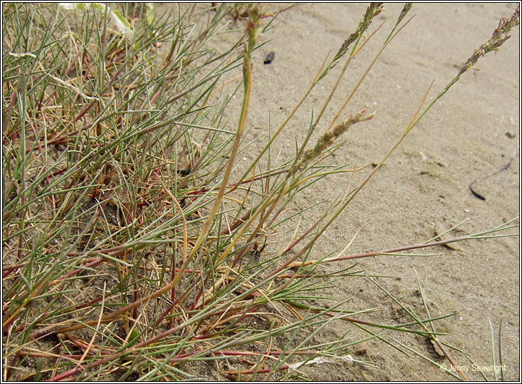 Common Saltmarsh-grass, Puccinellia maritima