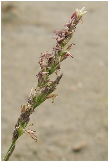 Common Saltmarsh-grass, Puccinellia maritima