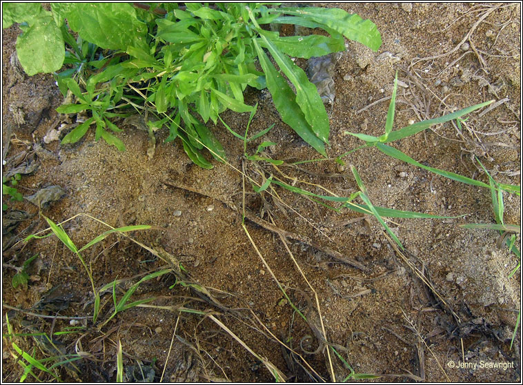 Water Bent, Polypogon viridis