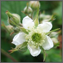 Irish Wildflowers - Bramble